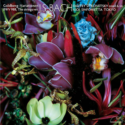 cc微博至尊版舞蹈
